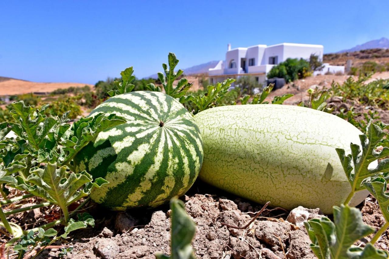 Appartement Relaxia Estate Naxos à Galini  Extérieur photo